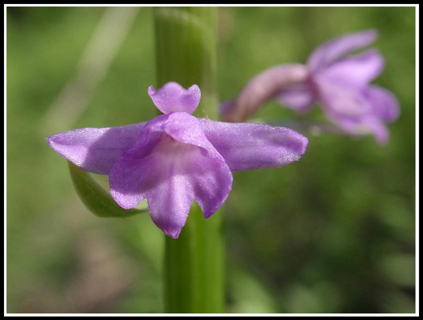 ORCHIDEE DELL''ASTIGIANO:TRA LANGHE E MONFERRATO 2009